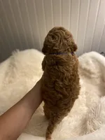 Purple Collar , a female Cockapoo for sale in Charlotte, NC – 2 of 10