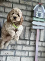 Cockapoo Boy #3, a male Cockapoo for sale in Charlotte, NC – 3 of 8