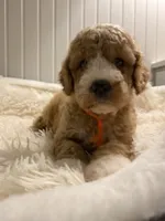 Orange collard , a male Cockapoo for sale in Charlotte, NC – 5 of 10