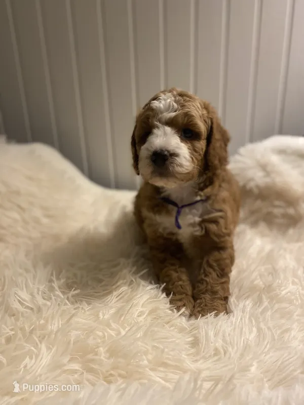 Purple Collar  – Cockapoo puppy for sale in Charlotte, NC