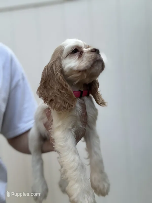 AKC American Cocker Spaniel Girl#1 – Cocker Spaniel puppy for sale in Charlotte, NC