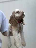 AKC American Cocker Spaniel Girl#1, a female Cocker Spaniel for sale in Charlotte, NC – 2 of 5