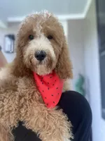 Cockapoo Boy, a male Cockapoo for sale in Charlotte, NC – 3 of 10