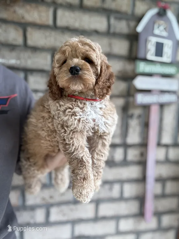 Cockapoo Boy#2 – Cockapoo puppy for sale in Charlotte, NC
