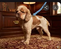 Cockapoo Boy #3, a male Cockapoo for sale in Charlotte, NC – 7 of 8