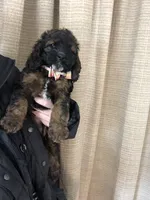 Cockapoo Girl #5, a female Cockapoo for sale in Charlotte, NC – Photo 3 of 4