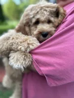 Cockapoo Boy, a male Cockapoo for sale in Charlotte, NC – 5 of 6