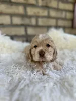 American Cocker Girl #2, a female Cocker Spaniel for sale in Charlotte, NC – Photo 5 of 8