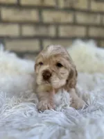 American Cocker Girl #2, a female Cocker Spaniel for sale in Charlotte, NC – Photo 6 of 8