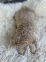 American Cocker Girl #2, a female Cocker Spaniel for sale in Charlotte, NC – Photo 3 of 8