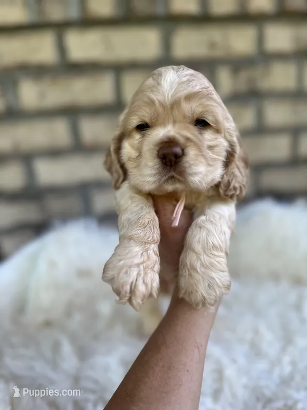 American Cocker Girl #2 – Cocker Spaniel puppy for sale in Charlotte, NC