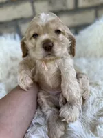 American Cocker Girl #2, a female Cocker Spaniel for sale in Charlotte, NC – Photo 1 of 8