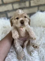American Cocker Girl #2, a female Cocker Spaniel for sale in Charlotte, NC – Photo 4 of 8