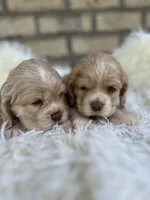 American Cocker Girl #2, a female Cocker Spaniel for sale in Charlotte, NC – Photo 8 of 8