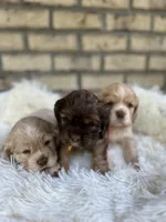 American Cocker Girl #2, a female Cocker Spaniel for sale in Charlotte, NC – Photo 7 of 8