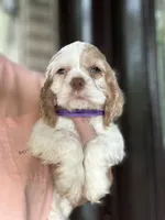 AKC American Cocker Spaniel Girl#1, a female Cocker Spaniel for sale in Charlotte, NC – 1 of 1