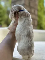 AKC American Cocker Spaniel Boy #3, a male Cocker Spaniel for sale in Charlotte, NC – 2 of 8