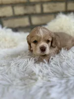 American Cocker Girl #1, a female English Cocker Spaniel for sale in Charlotte, NC – 5 of 10