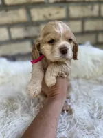 American Cocker Girl #1, a female English Cocker Spaniel for sale in Charlotte, NC – 3 of 10