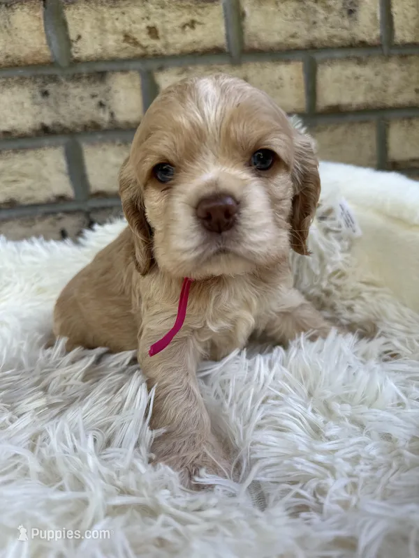 American Cocker Girl #1 – English Cocker Spaniel puppy for sale in Charlotte, NC