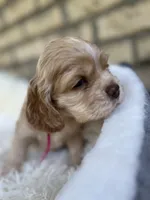 American Cocker Girl #1, a female English Cocker Spaniel for sale in Charlotte, NC – 4 of 10