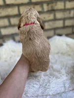 American Cocker Girl #1, a female English Cocker Spaniel for sale in Charlotte, NC – 6 of 10