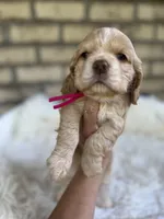 American Cocker Girl #1, a female English Cocker Spaniel for sale in Charlotte, NC – 2 of 10