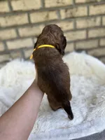 American Cocker Boy #3, a male Cocker Spaniel for sale in Charlotte, NC – Photo 5 of 8