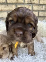 American Cocker Boy #3, a male Cocker Spaniel for sale in Charlotte, NC – Photo 6 of 8