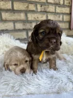 American Cocker Boy #3, a male Cocker Spaniel for sale in Charlotte, NC – Photo 8 of 8