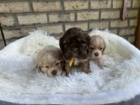 American Cocker Boy #3, a male Cocker Spaniel for sale in Charlotte, NC – Photo 7 of 8