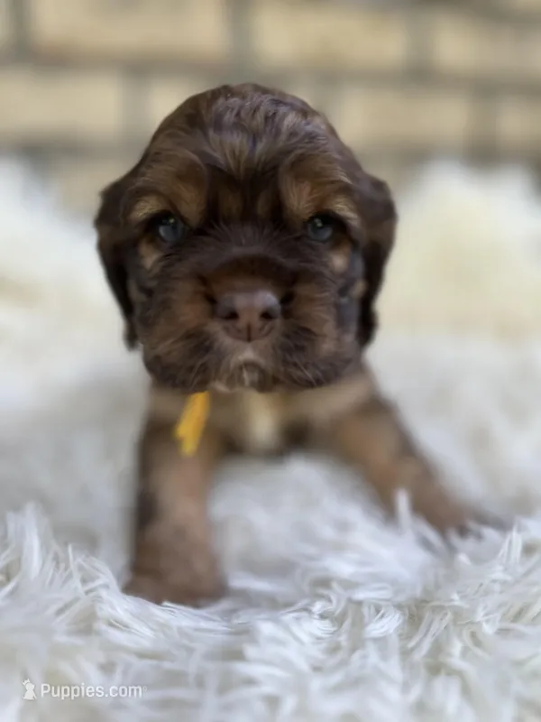 American Cocker Boy #3 – Cocker Spaniel puppy for sale in Charlotte, NC