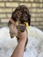 American Cocker Boy #3, a male Cocker Spaniel for sale in Charlotte, NC – Photo 4 of 8
