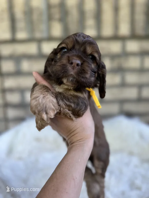 American Cocker Boy #3 – Cocker Spaniel puppy for sale in Charlotte, NC