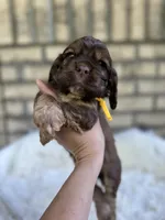 American Cocker Boy #3, a male Cocker Spaniel for sale in Charlotte, NC – Photo 2 of 8