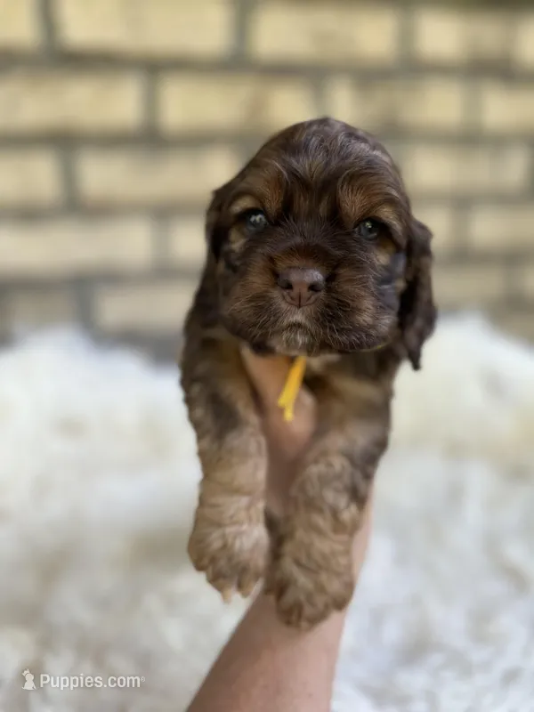 American Cocker Boy #3 – Cocker Spaniel puppy for sale in Charlotte, NC