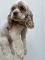 AKC American Cocker Spaniel Boy # 2, a male Cocker Spaniel for sale in Charlotte, NC – 4 of 5