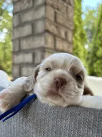 AKC American Cocker Spaniel Boy #3, a male Cocker Spaniel for sale in Charlotte, NC – 5 of 8
