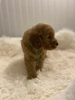 Green Collar , a male Cockapoo for sale in Charlotte, NC – 3 of 10