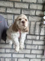 American Cocker Girl #2, a female Cocker Spaniel for sale in Charlotte, NC – 3 of 4