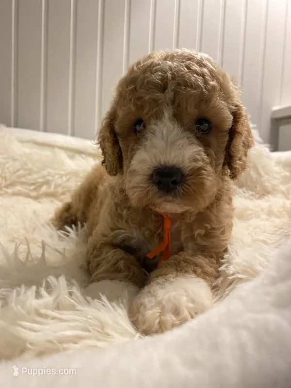 Orange collard  – Cockapoo puppy for sale in Charlotte, NC