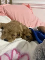 Pink Collard Girl#1, a female Cockapoo for sale in Charlotte, NC – 8 of 9