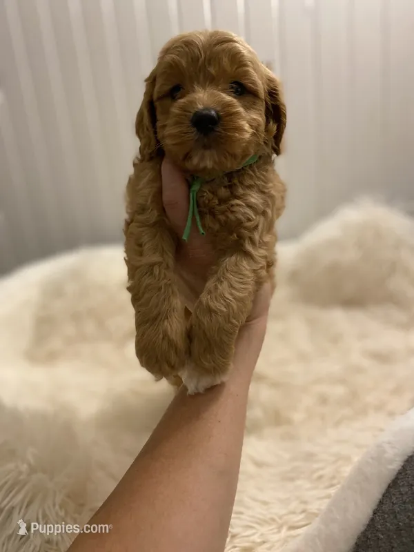 Green Collar  – Cockapoo puppy for sale in Charlotte, NC