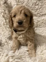 Cockapoo, a female Cockapoo for sale in Charlotte, NC – Photo 1 of 10