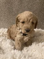 Cockapoo, a female Cockapoo for sale in Charlotte, NC – Photo 4 of 10