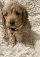 Cockapoo, a female Cockapoo for sale in Charlotte, NC – Photo 5 of 10
