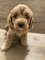 Cockapoo, a female Cockapoo for sale in Charlotte, NC – Photo 9 of 10