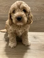 Cockapoo, a female Cockapoo for sale in Charlotte, NC – Photo 10 of 10