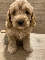 Cockapoo, a female Cockapoo for sale in Charlotte, NC – Photo 3 of 10