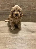 Cockapoo, a female Cockapoo for sale in Charlotte, NC – Photo 2 of 10